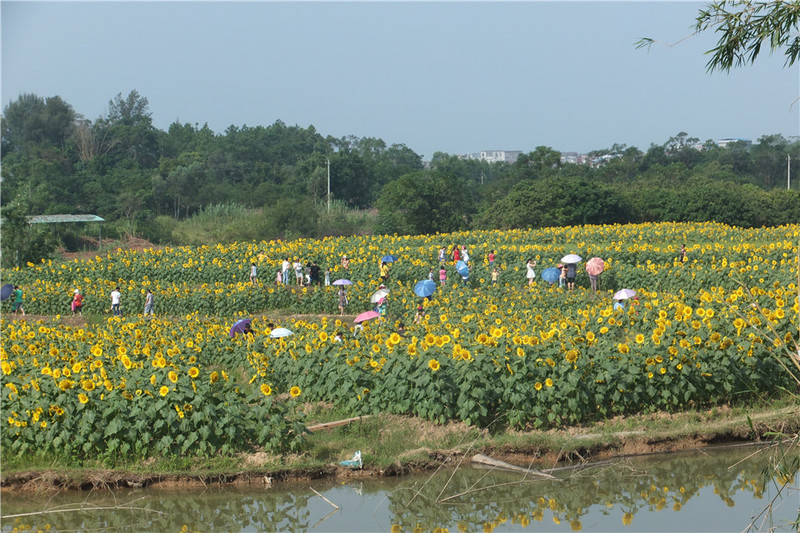 贵港四季花田生态观光园